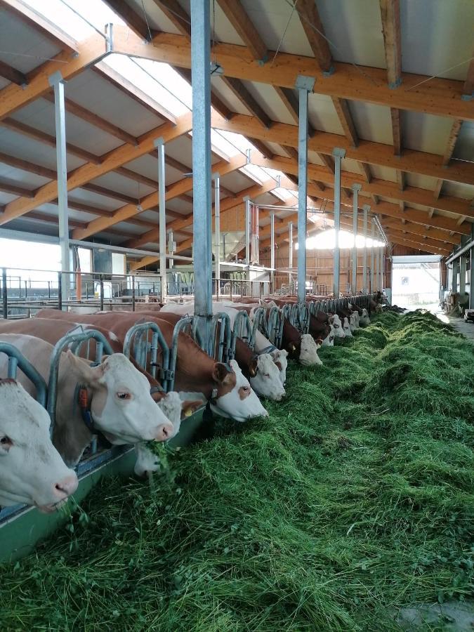 Woferlhof, Ferienhof Boxhorn Böbrach Exteriör bild