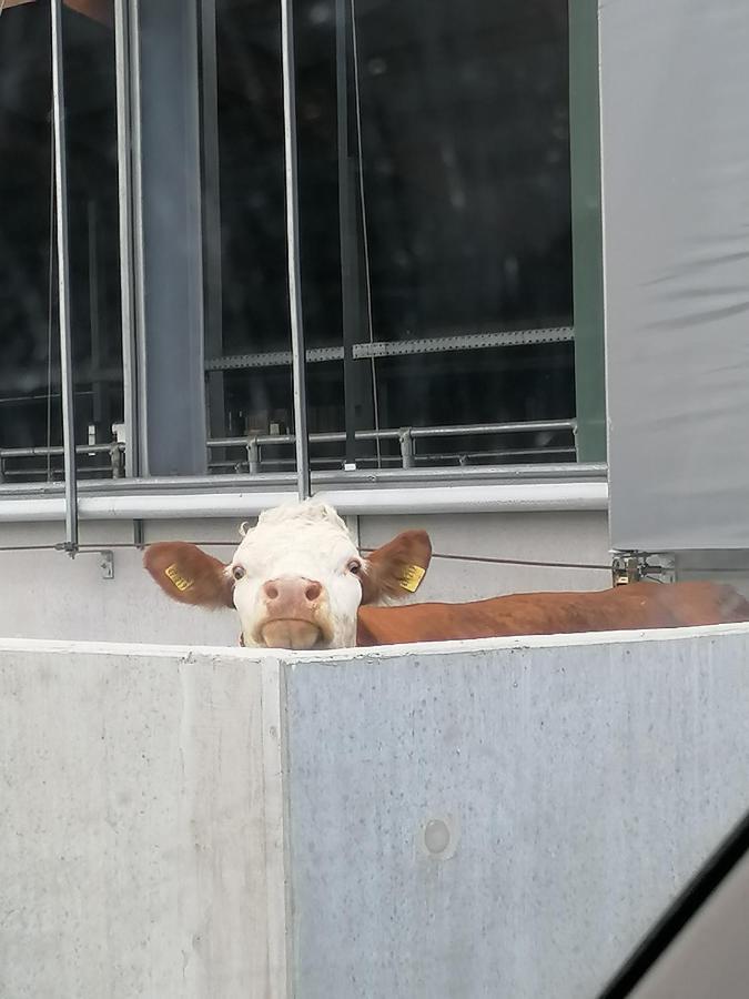 Woferlhof, Ferienhof Boxhorn Böbrach Exteriör bild