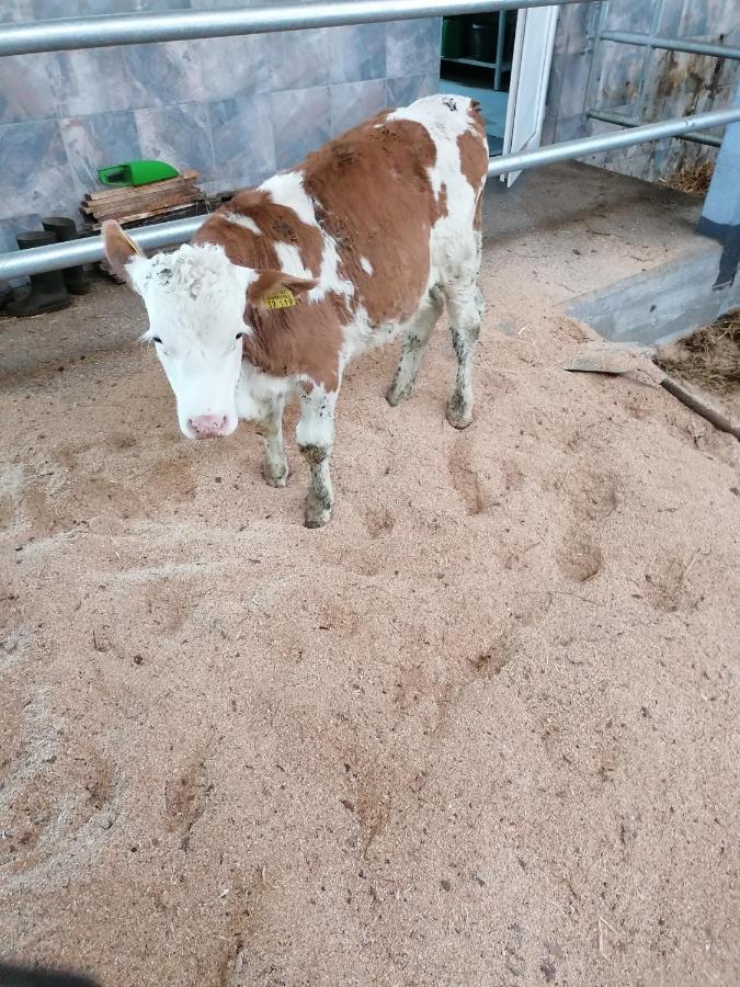 Woferlhof, Ferienhof Boxhorn Böbrach Exteriör bild