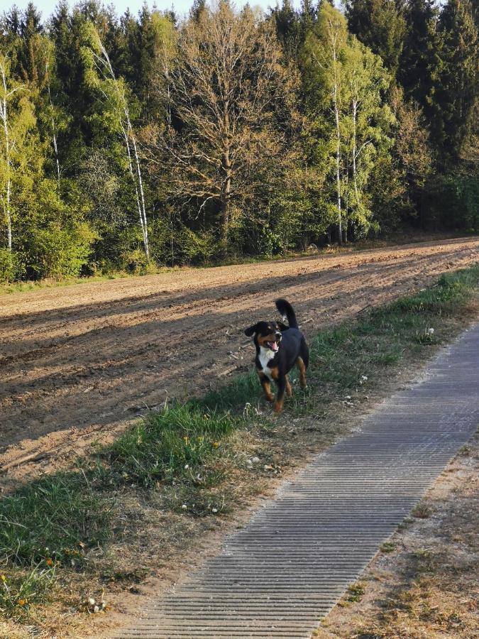 Woferlhof, Ferienhof Boxhorn Böbrach Exteriör bild