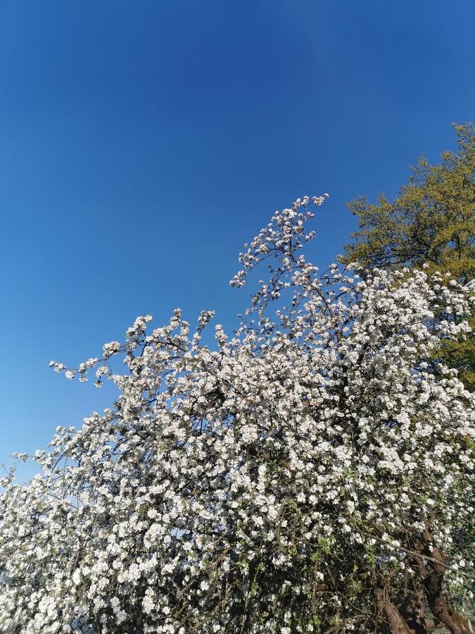 Woferlhof, Ferienhof Boxhorn Böbrach Exteriör bild